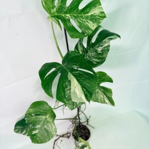 Monstera Albo Variegata XXL — Specimen A
