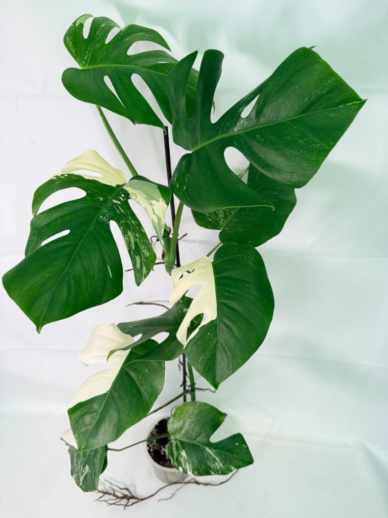 Monstera Albo Variegata XXL — Specimen B