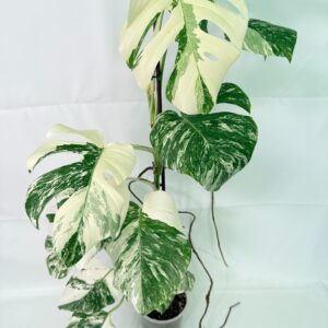 Monstera Albo Variegata XXL — Specimen C
