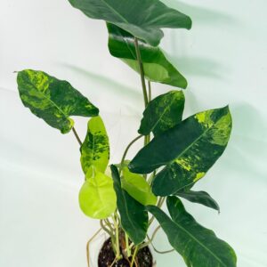 Philodendron Burle Marx Variegata — Specimen A