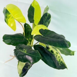 Philodendron Burle Marx Variegata — Specimen B