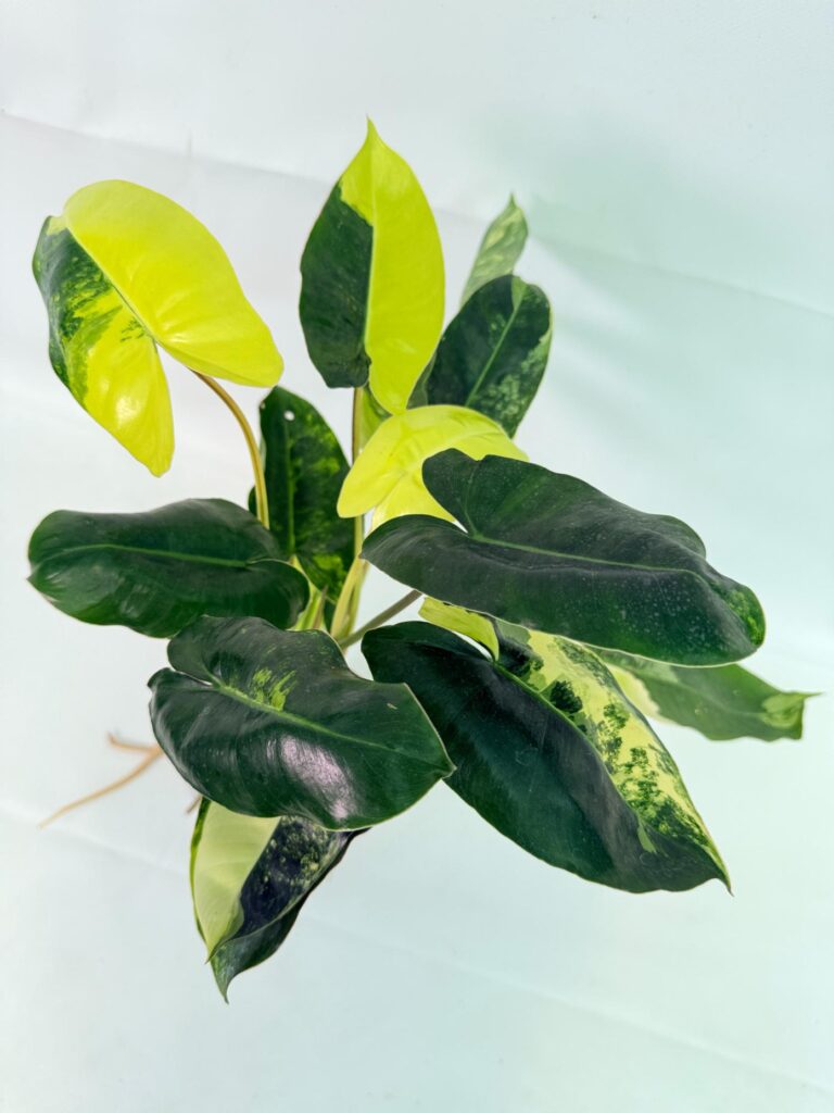 Philodendron Burle Marx Variegata — Specimen B