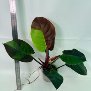 Philodendron Yellow Flame Variegata — Specimen A
