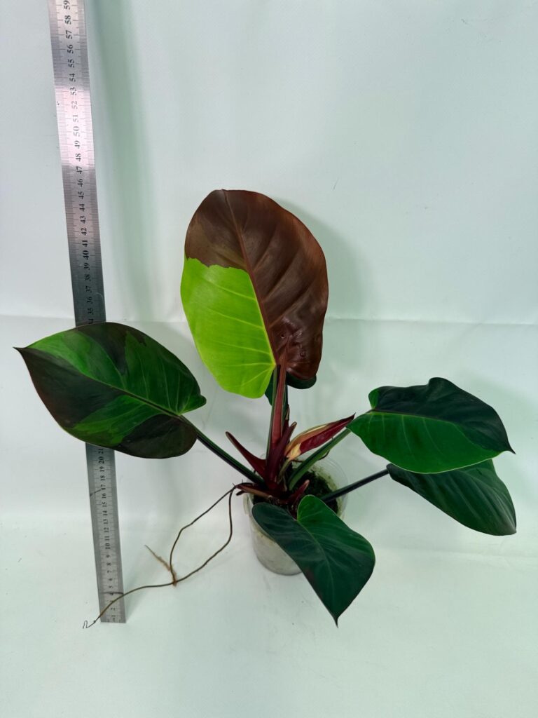 Philodendron Yellow Flame Variegata — Specimen A
